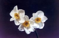 Daffodiles Thumbnail